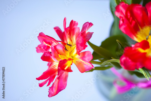 Red tulips. Beautiful flowers on soft light background.