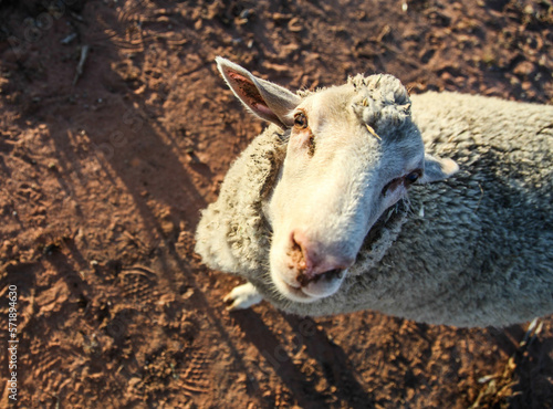 One sheep, looking at camera, standing on red dirt. Are ewe okay? photo
