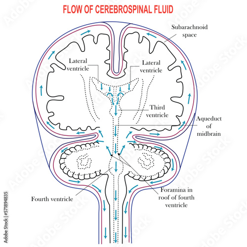 Diagram Illustrating Cerebrospinal Fluid CSF in the Brain,Ventricles in the Brain,Cerebrospinal fluid (CSF) is a clear fluid in the brain and spinal cord. immunological protection to the brain photo