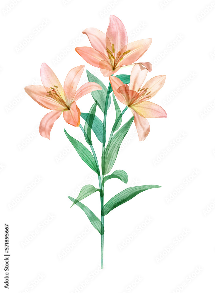 Spring Lily flower watercolor botanical illustration isolated on white Transparent delicate blooming flower Translucent blossom floral clipart Spring Lily flower watercolor botanical illustration isolated on white Transparent delicate blooming flower Translucent blossom floral clipart
