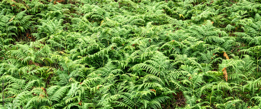 Dense Vegetation View of Fern Leaves at the Forest Textured Background Dense Vegetation View of Fern Leaves at the Forest Textured Background