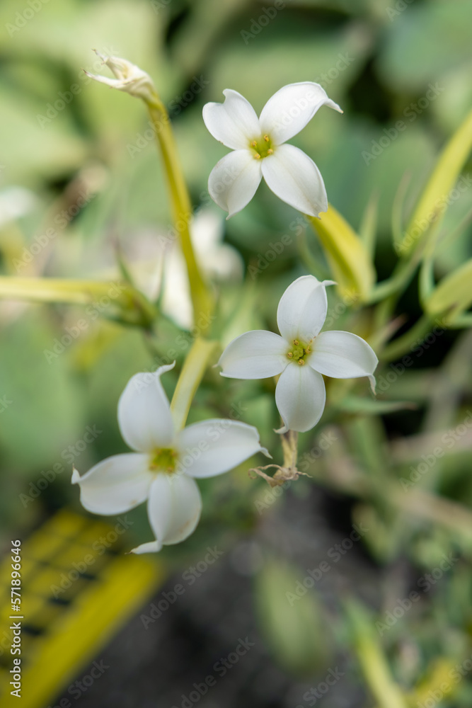 Fototapeta premium Flor tropical con los pequeños pétalos blancos y el centro amarillo en el invernadero de Madrid en primavera. con el fondo desenfocado.