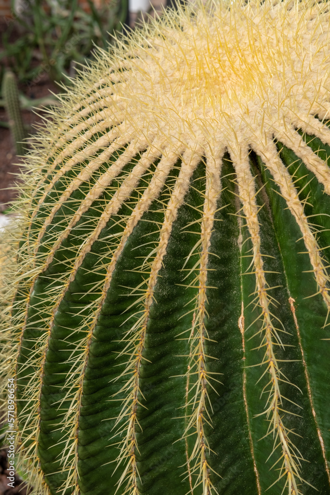 Cactus redondo con sus afiladas espinas sobresaliendo por todos lados en un invernadero de Madrid en primavera . Cactus redondo con sus afiladas espinas sobresaliendo por todos lados en un invernadero de Madrid en primavera .