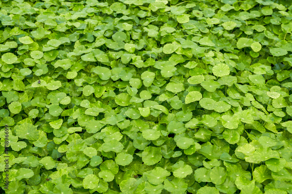 A close-up of the lush and emerald green coin grass all over the screen A close-up of the lush and emerald green coin grass all over the screen
