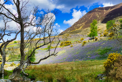Bluebells in Rannerdale in the English Lake District