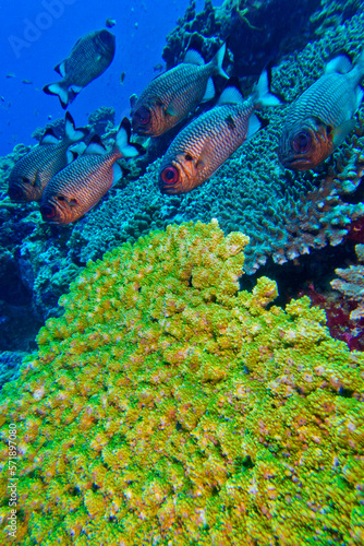 Fototapeta Naklejka Na Ścianę i Meble -  Bronze Soldierfish, Myripristis adusta, Coral Reef, North Ari Atoll, Maldives, Indian Ocean, Asia