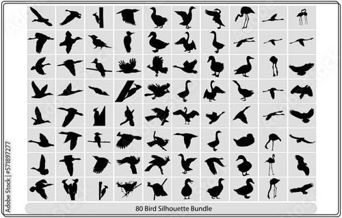 Collection of different birds silhouettes  position.