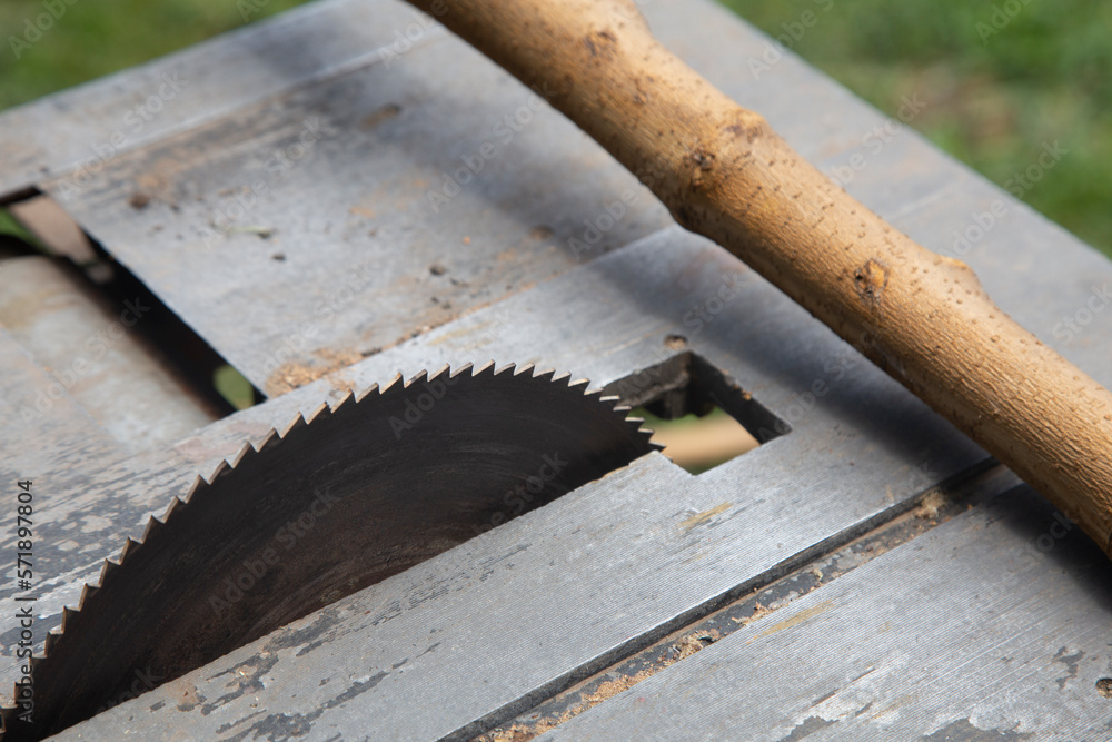 Small snail walking on a cut branch prepared for firewood Small snail walking on a cut branch prepared for firewood