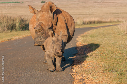 White rhino calf and mother walking on the road