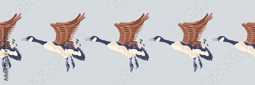 Canada goose. Seamless border of flying geese. English style pattern. Colored birds. Vector illustration on grey background.