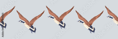 Canada goose. Seamless border of flying geese. English style pattern. Vintage style color birds. Vector illustration on grey background.