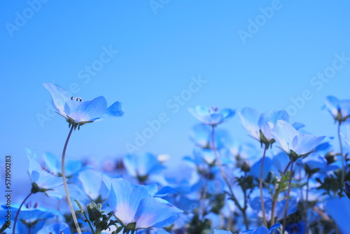 ネモフィラの花, Nemophila