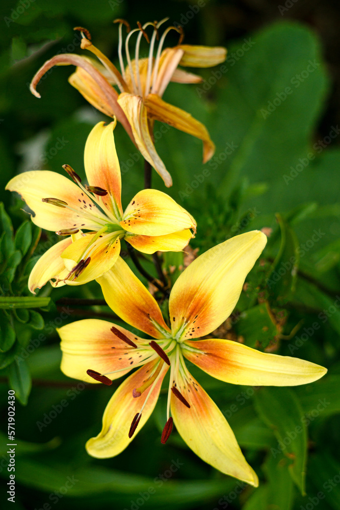 The flower of a yellow lily growing in a summer garden. The flower of a yellow lily growing in a summer garden.