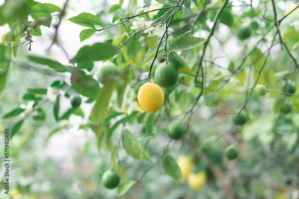 Ripe lemon fruit on the citrus tree branch close up
