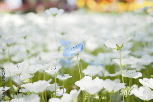 白いネモフィラ畑の中に咲く水色のネモフィラ
