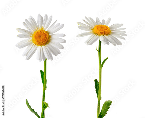 Set of two elements for design. Daisies close-up isolated on transparent background.