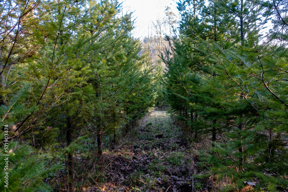 Wiederaufforstung im Mischwald durch Neuanpflanzung von jungen Nadelbäumen Wiederaufforstung im Mischwald durch Neuanpflanzung von jungen Nadelbäumen