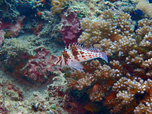 Small tropical fish on coral underwater.