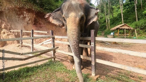 Elephant eating bananas in a sanctuary in Thailand.