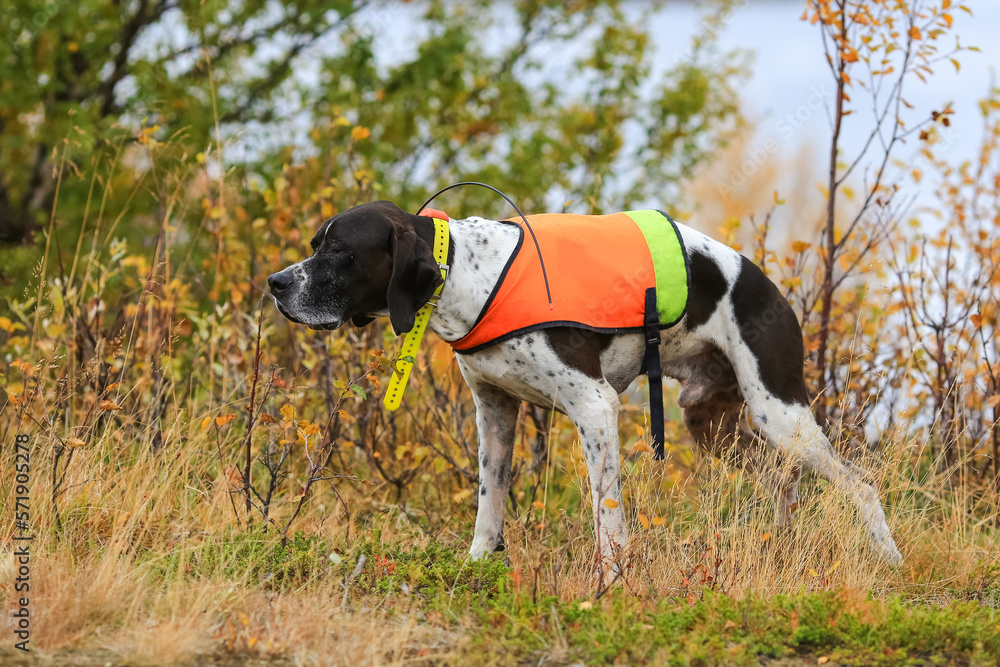 Dog english pointer