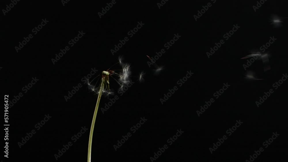 Slow motion of blowing white dandelion flower, seeds flying on black background