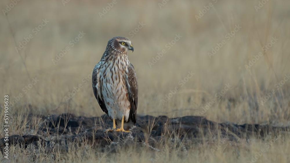 The pale or pallid harrier (Circus macrourus) The pale or pallid harrier (Circus macrourus)
