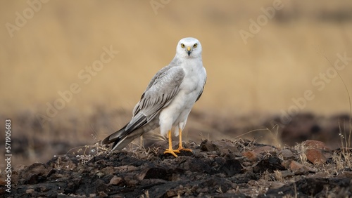 Εκτύπωση καμβά The pale or pallid harrier (Circus macrourus)
