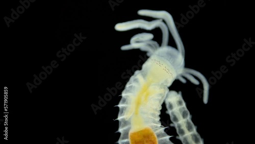 Worm Polychaeta, family Terebellidae under the microscope. Sample found in the Barents Sea photo