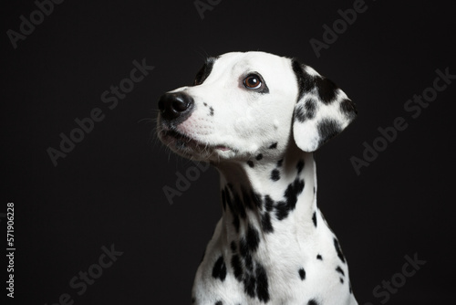 adorable dalmatian dog portrait on a dark background in the studio © Oszkár Dániel Gáti