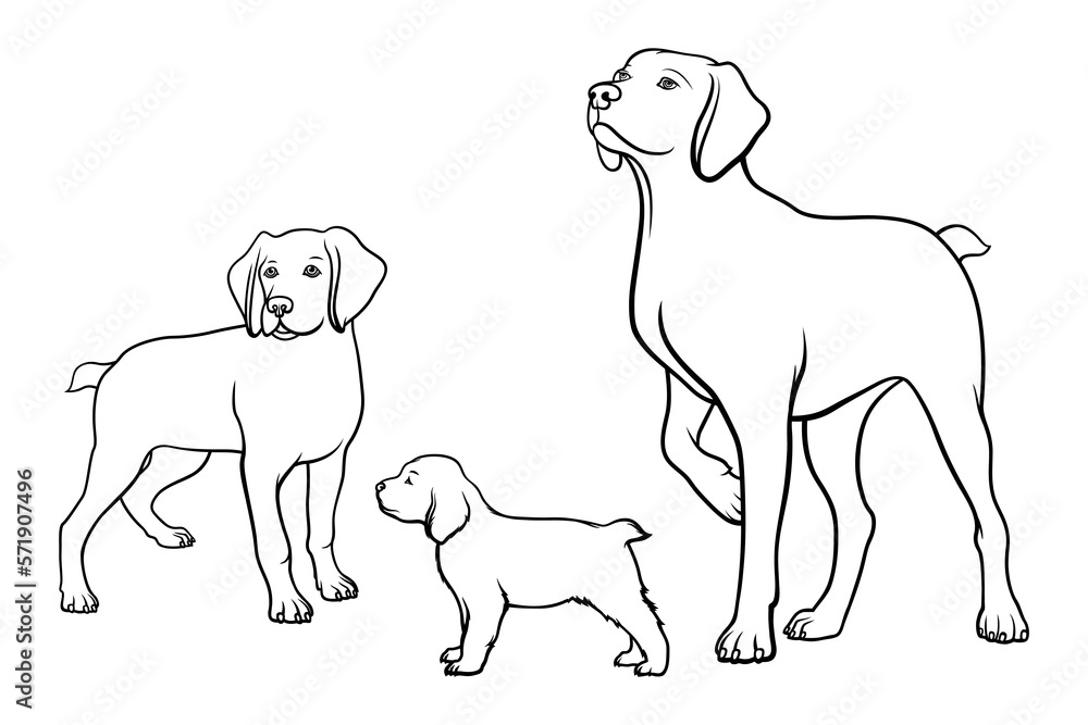 American dog breed Brittany in lines. A family of dogs. Vector illustration on a white background. American dog breed Brittany in lines. A family of dogs. Vector illustration on a white background.