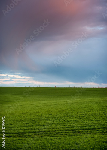 green winter wheat, field hills lines and violet clouds at evening blue sky