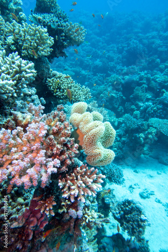 Colorful, picturesque coral reef at bottom of tropical sea, hard corals and yellow sarcophyton leather coral, underwater landscape