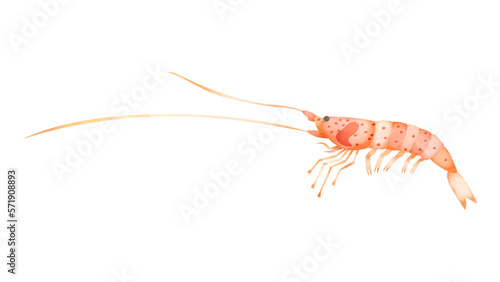 サクラエビの水彩風イラスト