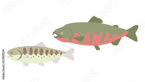 アマゴとサツキマス（婚姻色）のフラットなベクターイラスト