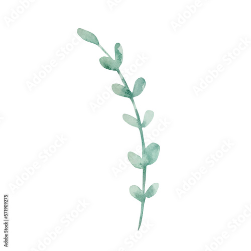 Watercolor branch with delicate green leaves, botanical