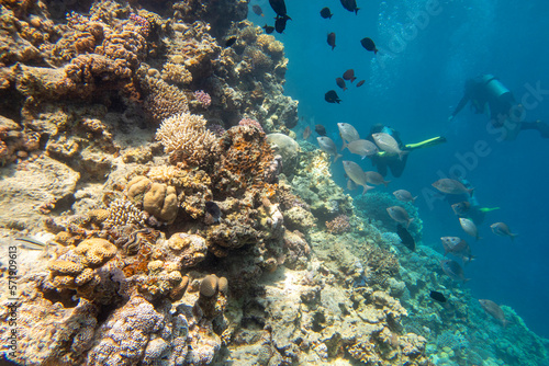 Colorful, picturesque coral reef at the bottom of tropical sea, hard corals and tropical fishes, underwater landscape.
