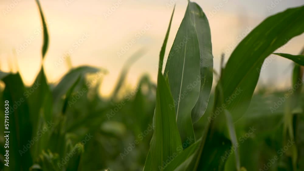 Green corn plants in cultivated agricultural field. Agriculture and cultivation concept Green corn plants in cultivated agricultural field. Agriculture and cultivation concept