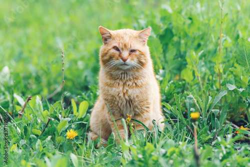Portrait of a red stray cat with sore eyes sitting in the green grass