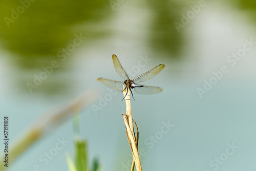 Wallpaper Mural dragonfly on a branch close-up Torontodigital.ca