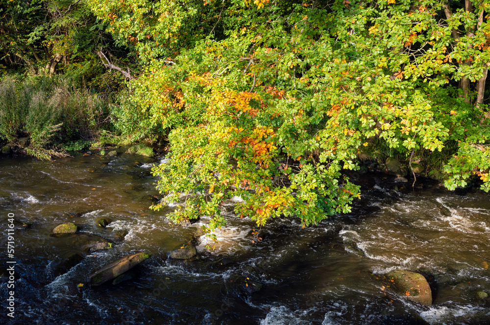 A tree overhanding a river with leaves turning a golden brown at the beginning of autumn in the English countryside.
