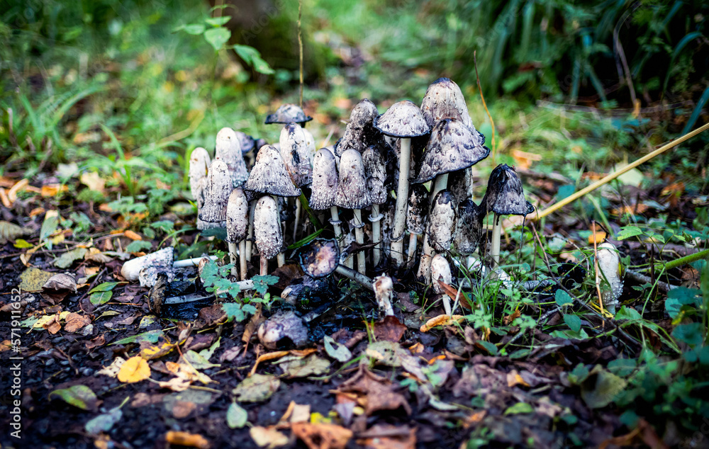 A closeup of decaying fungal growth on the forest floor with decaying leaves in UK woodland. A closeup of decaying fungal growth on the forest floor with decaying leaves in UK woodland.