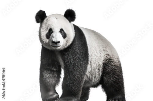 Giant panda isolated on white, , transparent background, PNG, generative ai