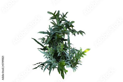 Philodendron plant grow in rain forest, transparency background