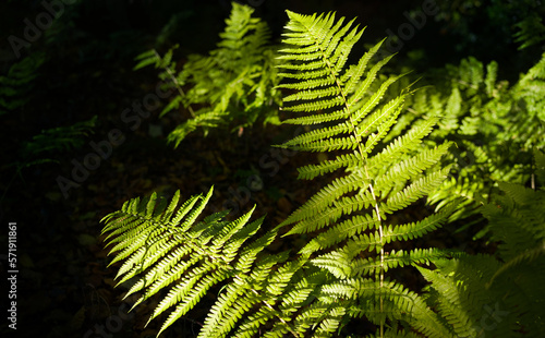 The glow of warm summer sunlight shining through the tree canopy onto bright green bracken leaves with dark shadows and shade of the woodland behind it in the English countryside.