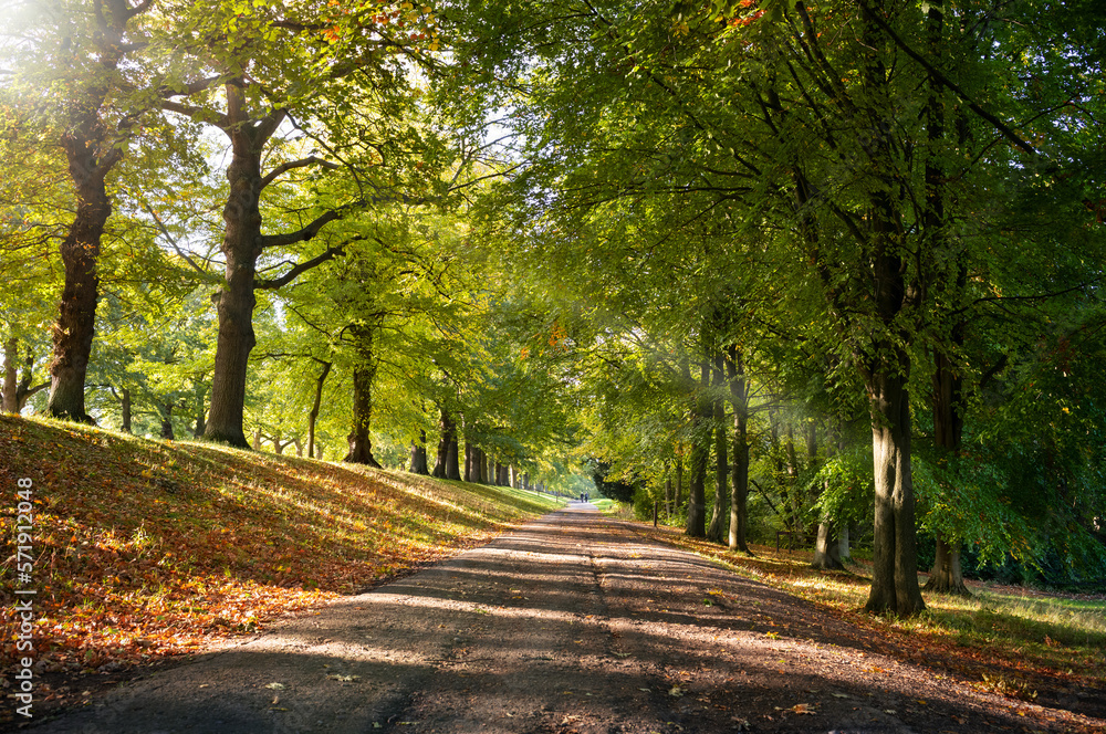 The warm rays of summer sun shining through the tree canopy leaves onto a track running through an English countryside park in the UK. The warm rays of summer sun shining through the tree canopy leaves onto a track running through an English countryside park in the UK.