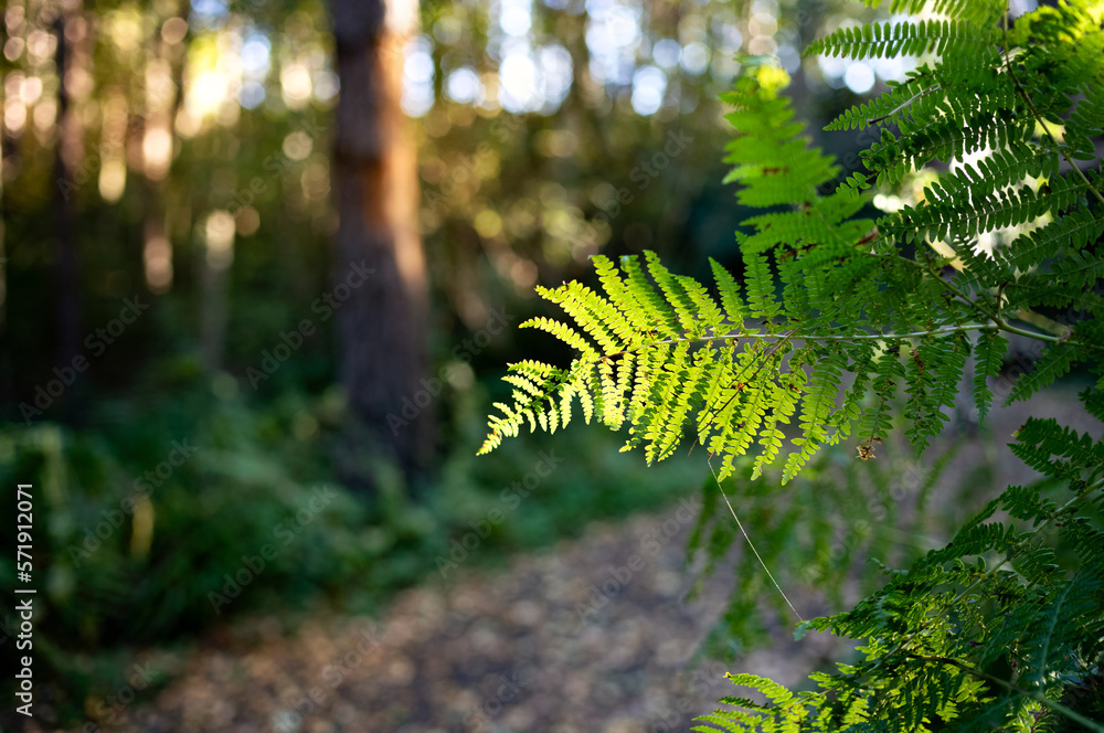 The glow of warm summer sunlight shining through the tree canopy onto bright green fern leaves with dark shadows and shade of the woodland floor behind it in the English countryside.