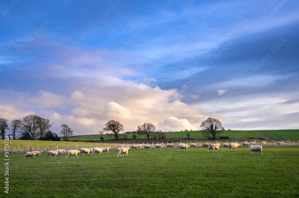Sheep grazing in a green field in the English countryside at sunset in winter on a UK farm.