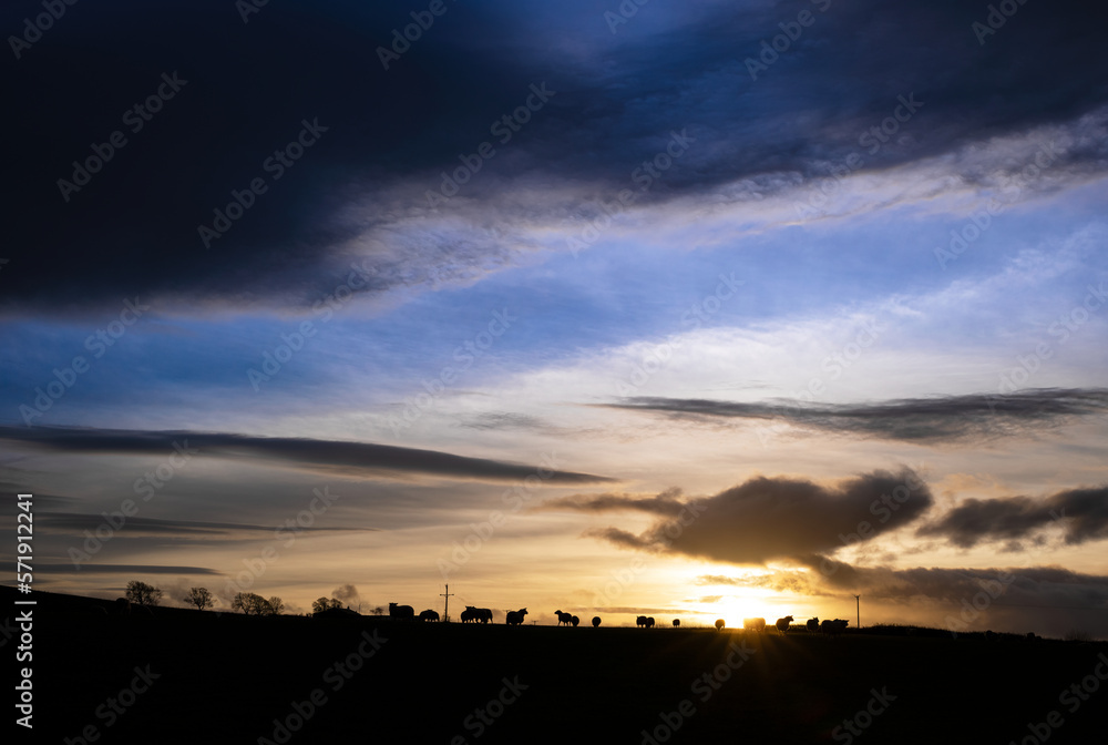 The silhouette of sheep grazing on farmland in the English countryside at sunset with dramatic clouds above in winter on a UK farm.