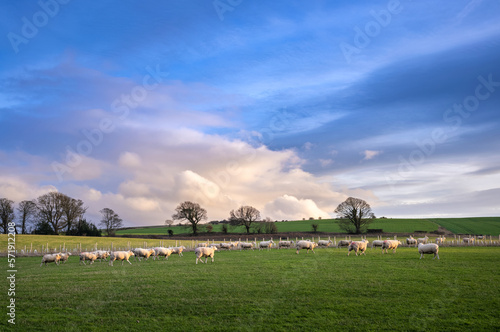 Obraz na płótnie Sheep grazing in a green field in the English countryside at sunset in winter on a UK farm. w salonie
