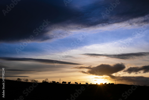 The silhouette of sheep grazing on farmland in the English countryside at sunset with dramatic clouds above in winter on a UK farm.